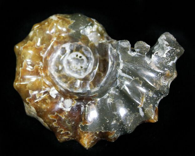 Polished, Agatized Douvilleiceras Ammonite - #29304
